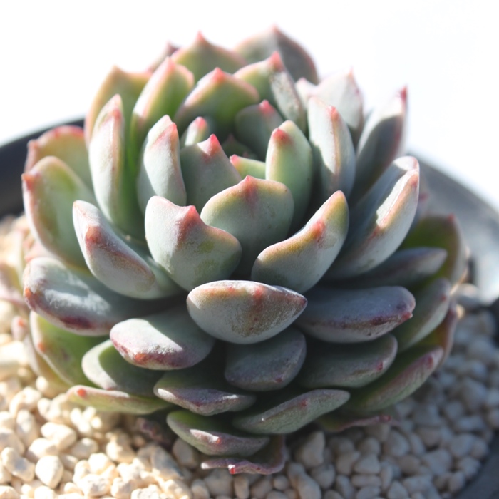 エコラテ,エケベリア属-Echeveria Ecolatte