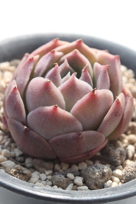 G}m,G}mgt,G}mʔ,G}mĕ,G}mGPxA,GPxA-Echeveria cv Elmano