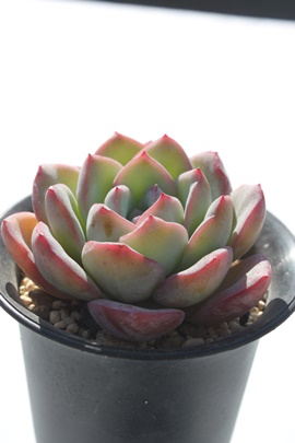 アマビレ,アマビレ紅葉,アマビレ通販,アマビレ育て方,アマビレ属,エケベリア属-Echeveria Amabire