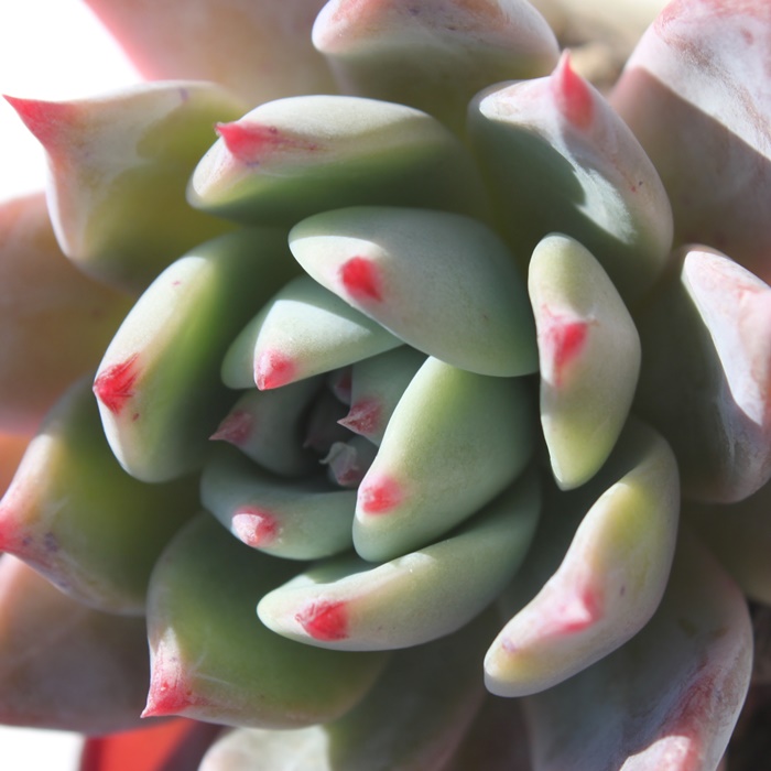 苺シロップ,エケベリア属-Echeveria Strawberry syrup