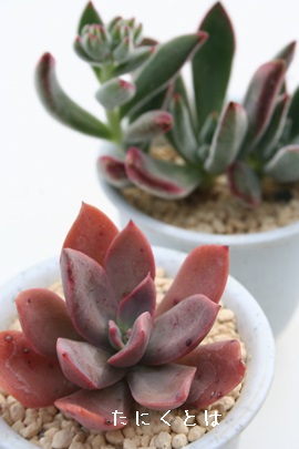 ԂAGPxA-Echeveria cv 'HANAIKADA'