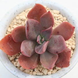 ԂAGPxA-Echeveria cv 'HANAIKADA'