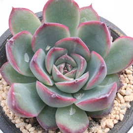 ԂAvhjXAGPxA-Echeveria pulidonis