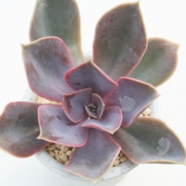 p[zjuOAGPxA-Echeveria cv 'PEARL OF NURUNBERG'