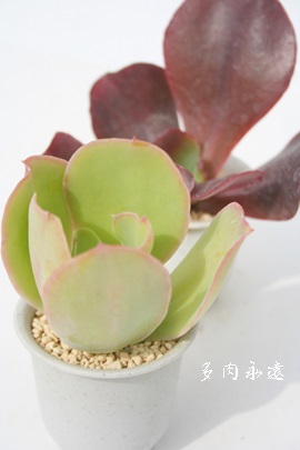 p_,̒߁APAGPxA-Echeveria pallida