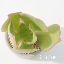 p_,̒߁APAGPxA-Echeveria pallida