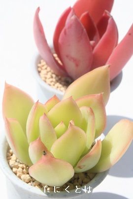 p_vXAGPxA-Echeveria cv 'PALLIDA PLINCE'