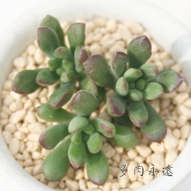 gtAׂɂAGPxA-Echeveria macdougallii