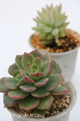 g,ׂɂ傤AGPxA-Echeveria cv victor