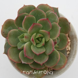 g,ׂɂ傤AGPxA-Echeveria cv victor