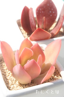 g̒߁Aׂɂ̂AGPxA-Echeveria cv 'BENINOTURU'