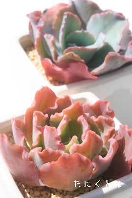 vZXp[AGPxA-Echeveria cv 'PRINCESS PEARL'