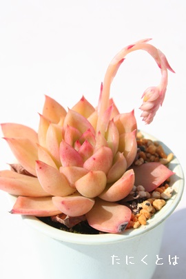 Ԗ쑊{@A͂Ȃ̂ӂAGPxA-Echeveria cv 'HANANOSOUFUREN'