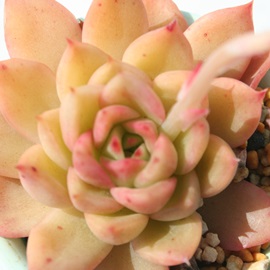 Ԗ쑊{@A͂Ȃ̂ӂAGPxA-Echeveria cv 'HANANOSOUFUREN'