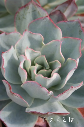 u[CgAGPxA-Echeveria cv 'Blue Light'