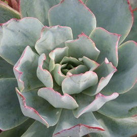 u[CgAGPxA-Echeveria cv 'Blue Light'