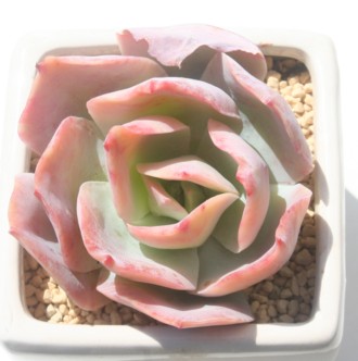 zCg[YAGPxA-Echeveria cv 'WHIGHT ROSE'