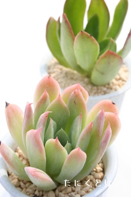 ubhuAiAGPxA-Echeveria cv 'bradburyana'