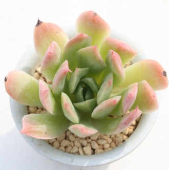 ubhuAiAGPxA-Echeveria cv 'bradburyana'