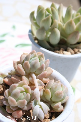 vtBJAvtFAGPxA-Echeveria prolifica