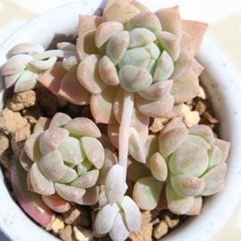 vtBJAvtFAGPxA-Echeveria prolifica