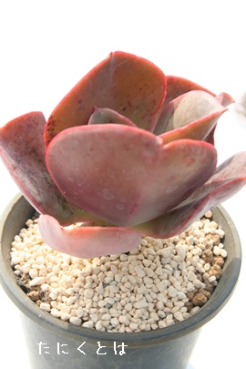 rbObhAGPxA-Echeveria cv 'Big Red'