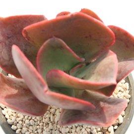 rbObhAGPxA-Echeveria cv 'Big Red'