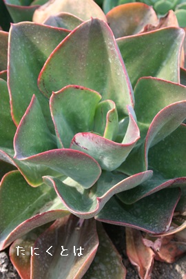 rbObhAGPxA-Echeveria cv 'Big Red'