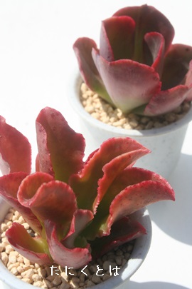 g}Aׂɂ߂,tQXAGPxA-Echeveria fulgens