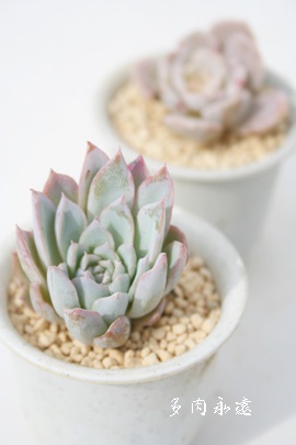 oCIbgNB[AGPxA-Echeveria 'Violet Queen'