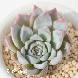 oCIbgNB[AGPxA-Echeveria 'Violet Queen'