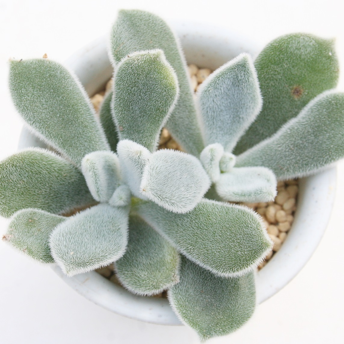 tXeB[Avri[^tXeB[AGPxA-Echeveria pulvinata frosty