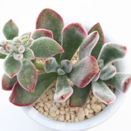 Ԃ̎iA͂Ȃ̂AnV[AGPxA-Echeveria prolifica