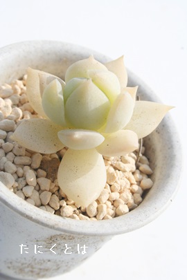 PŌAЂ߂傤AGPxA-Echeveria 'HIMESYOUGETU'