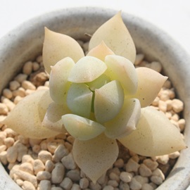 PŌAЂ߂傤AGPxA-Echeveria 'HIMESYOUGETU'