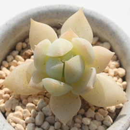 PŌAЂ߂傤AGPxA-Echeveria 'HIMESYOUGETU'