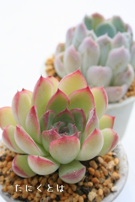 vhTiAGPxA-Echeveria 'Pulidsayana'