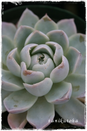 eAقAGPxA-Echeveria 'HOSIKAGE'