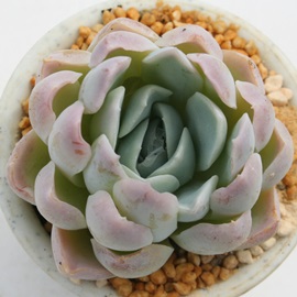 eAقAGPxA-Echeveria 'HOSIKAGE'