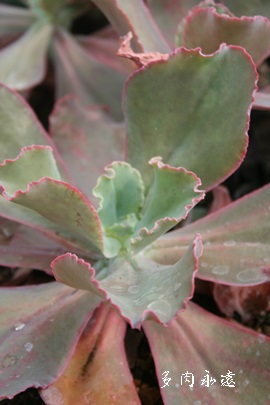 tG}AGPxA-Echeveria cv 'FLAMMEA'