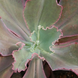 tG}AGPxA-Echeveria cv 'FLAMMEA'