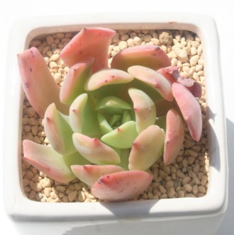 pSiAGPxA-Echeveria cv 'Paligona'