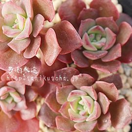 gPAׂɂЂAGPxA-Echeveria bicolor var. bicolor