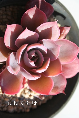 sL[AGPxA-Echeveria cv 'Pinky'