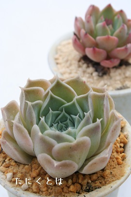 qAiAGPxA-Echeveria cv 'HIARINA'