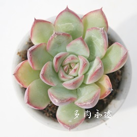 v[AGPxA-Echeveria cv 'Plelinze'