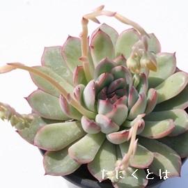 v[AGPxA-Echeveria cv 'Plelinze'