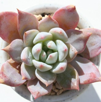 u[o[hAGPxA-Echeveria cv 'Blue Bird'