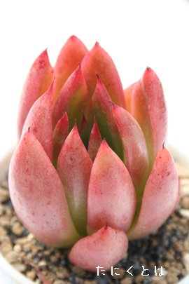 gPAׂɂAGPxA-Echeveria agavoides cv 'BENIAIOIGASA'