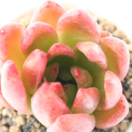 gPAׂɂAGPxA-Echeveria agavoides cv 'BENIAIOIGASA'